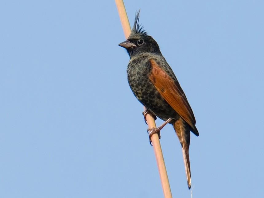 crested bunting